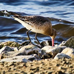 A black tailed Godwit