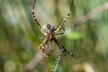Details of a tiger spider (Argiope lobata) in its web one summer morning in Andalusia