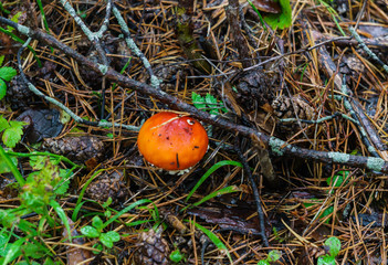 Amanita mushroom with a red hat grows in a clearing in the forest.