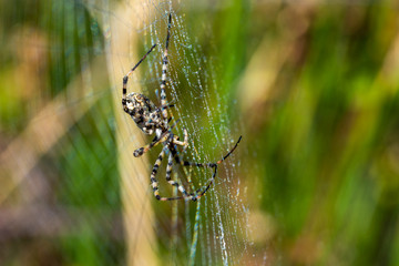 Details of a tiger spider (Argiope lobata) in its web one summer morning in Andalusia