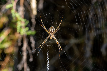 Details of a tiger spider (Argiope lobata) in its web one summer morning in Andalusia