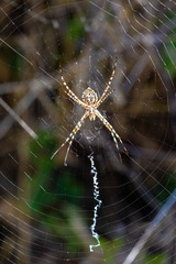 Details of a tiger spider (Argiope lobata) in its web one summer morning in Andalusia