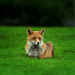 Fototapeta premium red fox in the grass