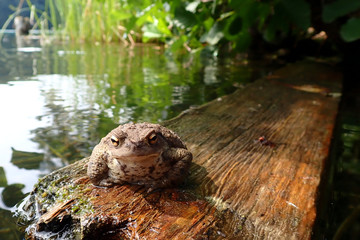 Common Toad in the lake of liepnitz near Berlin (Germany)