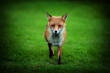 Fototapeta premium red fox in the grass