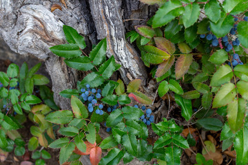 Wilde Mahonie vor Holz natur Close up  