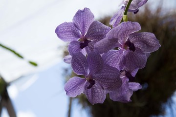 pink orchid on blue background