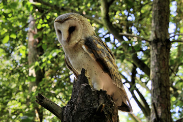 A view of a Barn Owl 