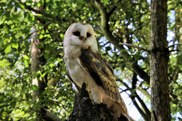 A view of a Barn Owl 