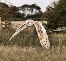 A Barn Owl in flight