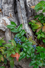 Wilde Mahonie vor Holz natur Close up  