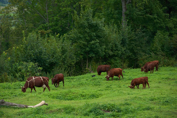 Fototapeta premium Pasture of cows eating grass on the hills with a beautiful view