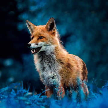 Red Fox In The Woods