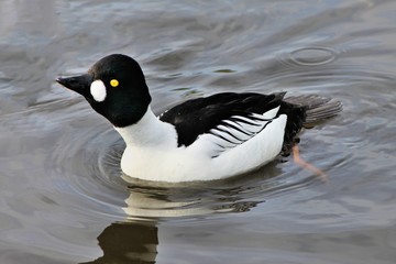 A Barrows Goldeneye on the water