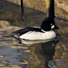 A Barrows Goldeneye on the water