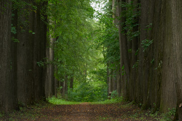 Fototapeta premium Country road running through tree alley.