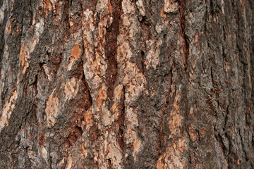 Detailed texture of lit poplar bark.old large poplar trunk close up without distortion.