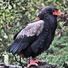 A Bateleur Eagle