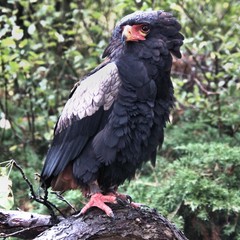 A Bateleur Eagle