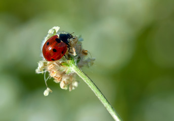 Beautiful ladybug on leaf defocused background