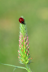 Beautiful ladybug on leaf defocused background