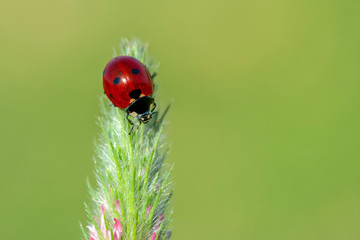 Beautiful ladybug on leaf defocused background