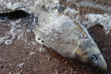 dead fish near fishing rods in lake water