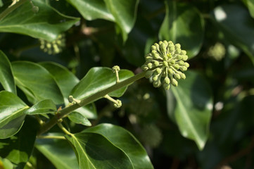 Fototapeta na wymiar Hedera helix ( common ivy ) flower