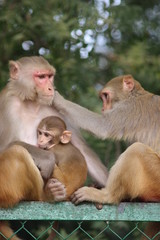 Macaque Grooming Family