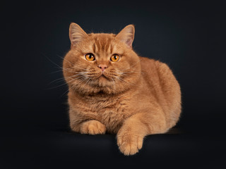 Fototapeta na wymiar Handsome adult solid red British Shorthair cat, laying down facing front. Looking towards camera with orange eyes. Isolated on black background.