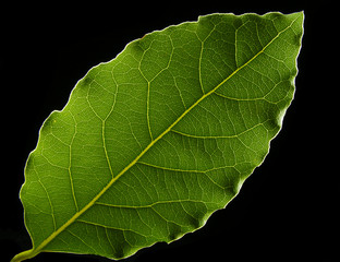 Bay leaf isolated on black background
