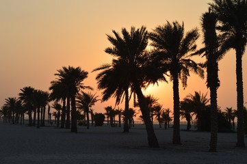 Obraz premium palm trees at sunset