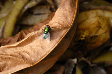 Close up of Common green bottle fly, blow fly, Lucilia sericata on a compost heap. On a old brown tree leaf. Bluebottle or carrion fly, larvae living in decaying material, preferably meat.