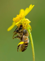 Beautiful Crab spider feasting on bee. Macro photo