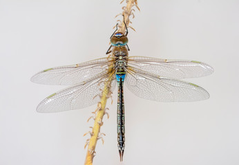 Macro shots, showing of eyes dragonfly and wings detail. Beautiful dragonfly in the nature habitat.