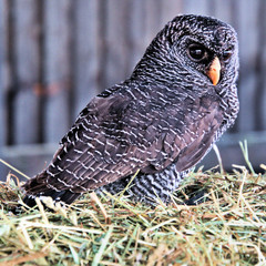 A Black Banded Owl on a bale
