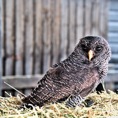 A Black Banded Owl on a bale