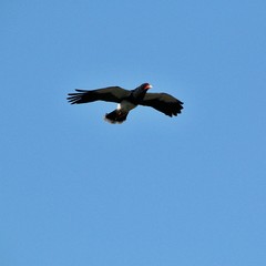A Black Hawk in Flight