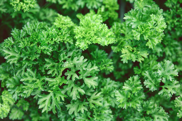 Fototapeta na wymiar A bed of fresh green parsley top view