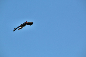 A Black Hawk in Flight