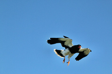 A Black Hawk in Flight