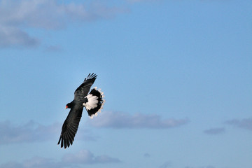 A Black Hawk in Flight