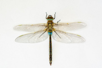 Macro shots, showing of eyes dragonfly and wings detail. Beautiful dragonfly in the nature habitat.