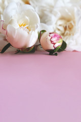 Creamy peony buds close-up with a blurred backdrop. On a pink background. Side view. There is a place for inscription or lettering. Flyer.