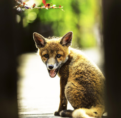 female fox cub