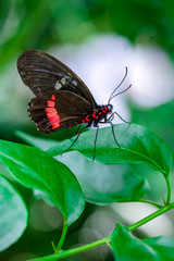 Fototapeta premium Macro shots, Beautiful nature scene. Closeup beautiful butterfly sitting on the flower in a summer garden.