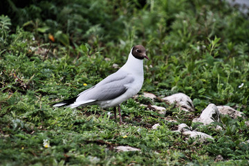 black headed gull