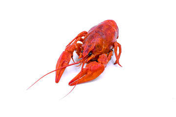 Boiled crayfish. The isolated image. Beer snack.