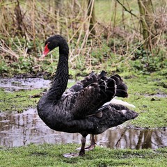 black swan on a lake