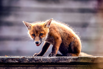 female fox cub